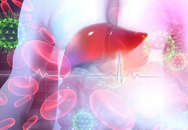 Human liver anatomy scientific Background. 3d illustration
