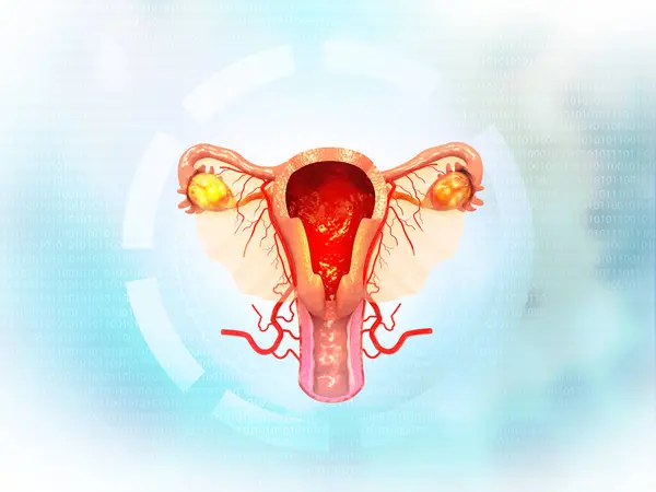 Kvinnelig Livmor Vitenskapelig Bakgrunn Illustrasjon – stockfoto