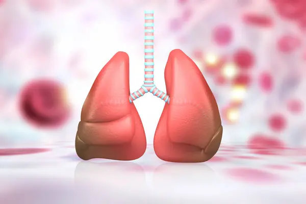 Human Respiratory System Lungs Anatomy Illustration — Stock Photo, Image
