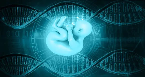 Ludzki Płód Koncepcja Naukowa Dna Ilustracja — Zdjęcie stockowe