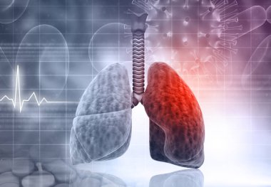 Bilimsel altyapıda insan akciğerleri anatomisi. 3d illüstrasyon