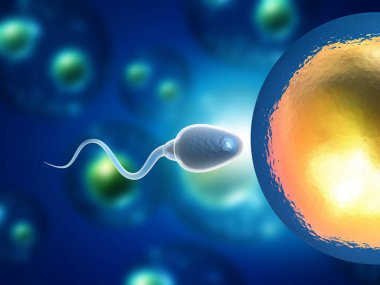 Sperm ve yumurta buluşması 3D illüstrasyon