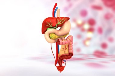 Tıbbi arka planda insan sindirim sistemi anatomisi. 3d illüstrasyon