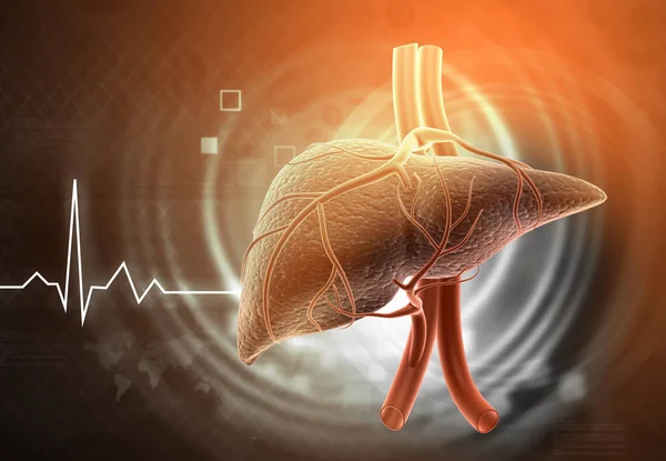 Human liver on medical background. 3d illustration