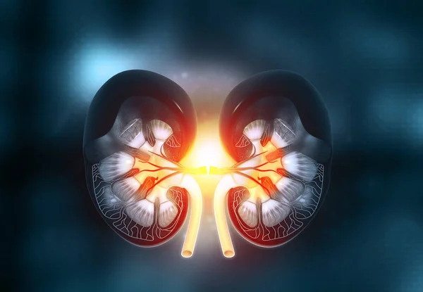 Cross Section Human Kidney Illustration — Stock Photo, Image