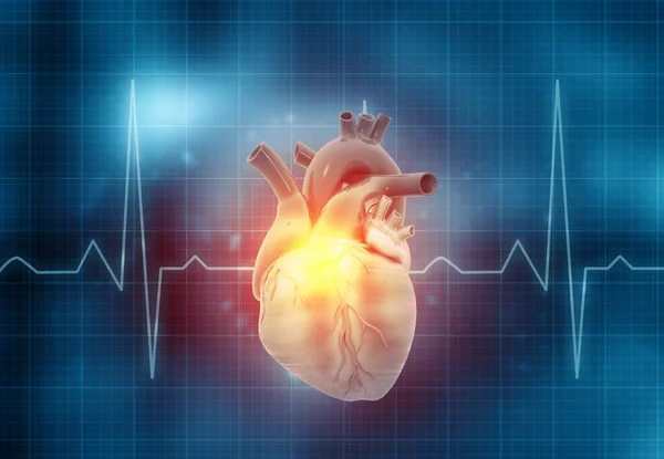人类的心脏与Ecg图 3D说明 — 图库照片