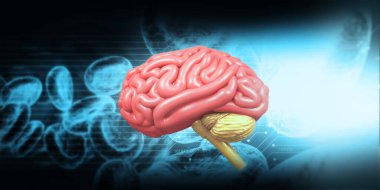 Bilimsel altyapıda insan beyni anatomisi. 3d illüstrasyon