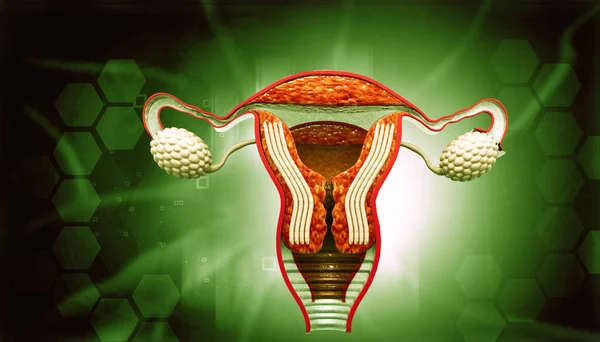Female Reproductive Organs Illustration — Stock Photo, Image