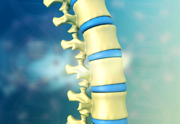 Anatomy of the Spinal Cord. 3d illustration		