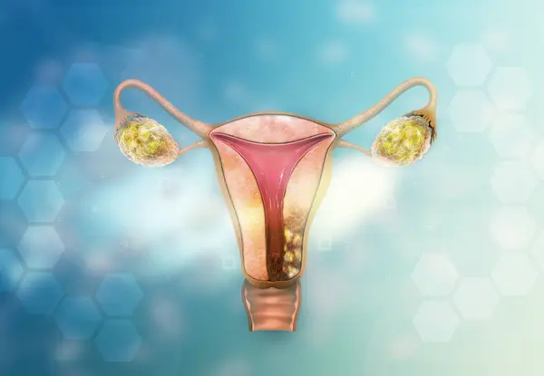 Female ovary anatomy. 3d illustration
