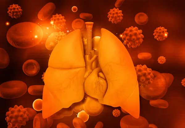 Анатомія Дихальної Системи Людини Ілюстрація — стокове фото