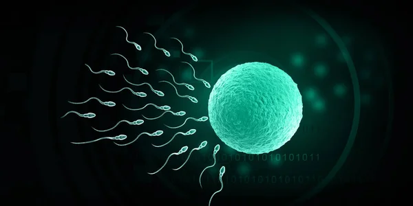 Sperm Egg Fertilization Process Illustration — Stock Photo, Image