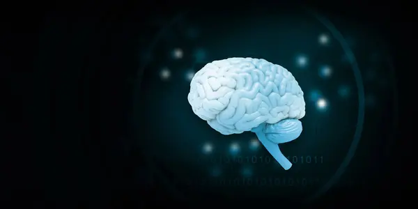 Healthy Human Brain Anatomy Illustration — Stock Photo, Image