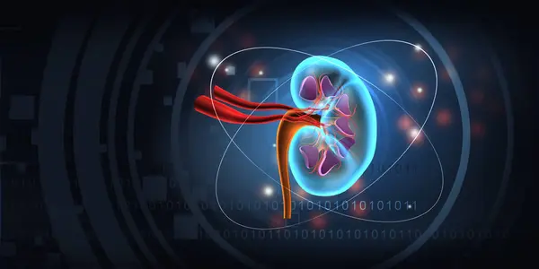 Human kidney anatomy on blue background. 3d illustration