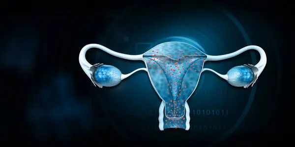 Female Reproductive System Blue Background Illustration — Stock Photo, Image