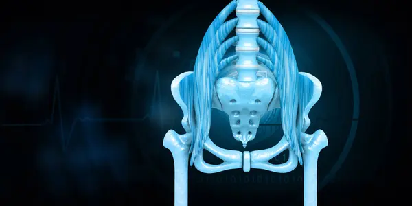 人間のヒップ解剖学 ブルーのイメージ 3Dイラスト — ストック写真