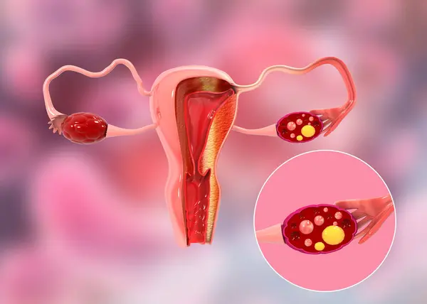 Female Reproductive System Illustration — Stock Photo, Image