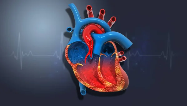 Seção Anatomia Coração Humano Fundo Médico Ilustração — Fotografia de Stock