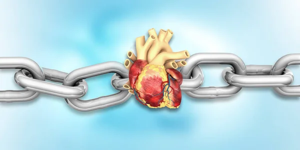 Human heart with metal chain. 3d illustration
