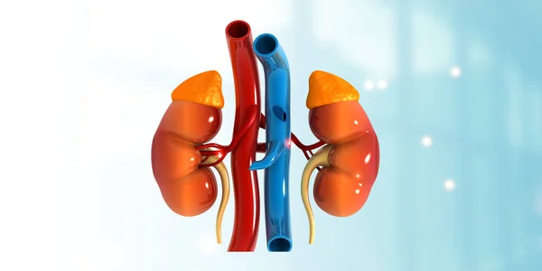 Menselijke Nieren Urinewegen Illustratie — Stockfoto