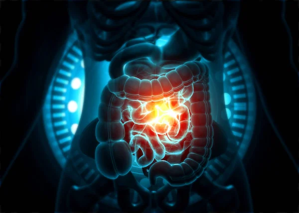 Sistema Digestivo Humano Ilustración —  Fotos de Stock
