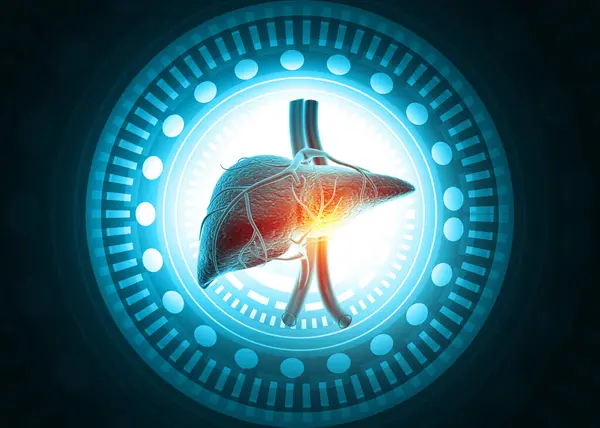 Karaciğer anatomisi. 3d illüstrasyon