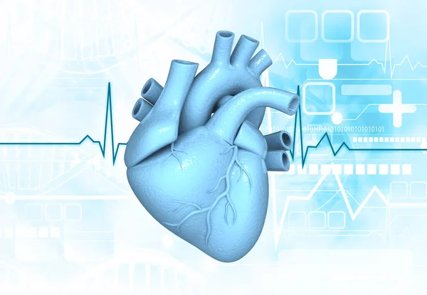 Human heart anatomy on medical background. 3d illustration