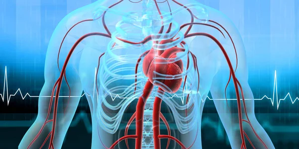 Human Heart Anatomy Ecg Graph Illustration — Stock Photo, Image