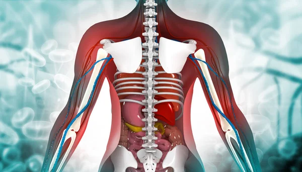 Människokroppens Anatomi Illustration — Stockfoto