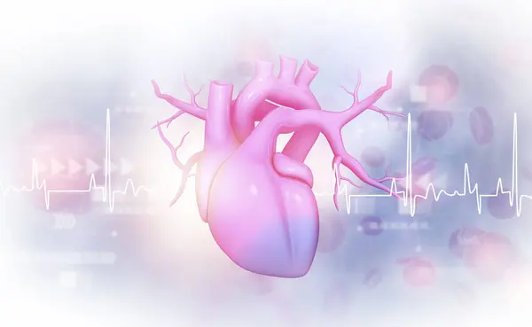 Human Heart Anatomy Ecg Graph Medical Concept Illustration — Stock Photo, Image