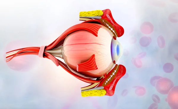 Anatomy of human eye. medical concept. 3d illustration
