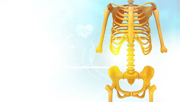 Человеческий Скелет Изолированном Фоне Иллюстрация — стоковое фото