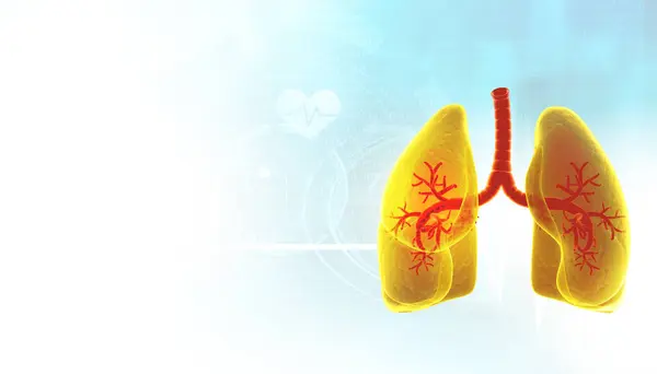 ヒト肺解剖 3Dイラスト — ストック写真