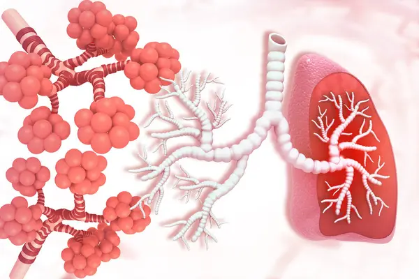 Human Lungs Alveoli Illustration — Stock Photo, Image