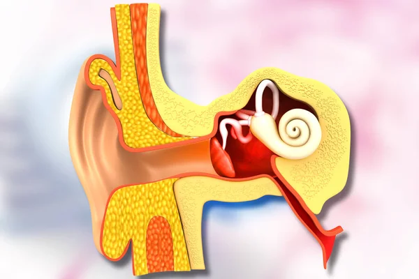 Human ear cross section anatomy. 3d illustration