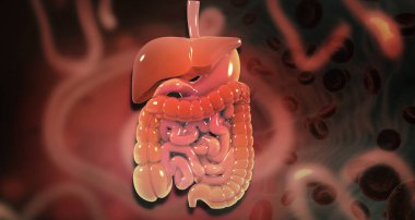 İnsan Sindirim Sistemi Anatomisi. 3B illüstrasyon