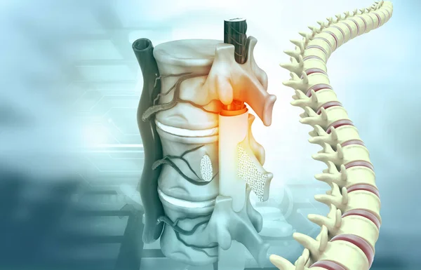人間の脊椎解剖学 3Dイラスト — ストック写真