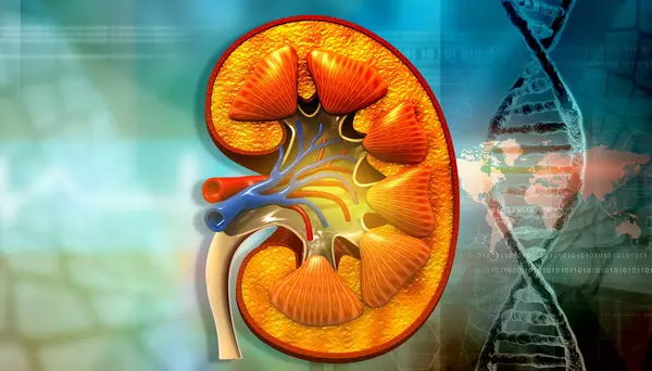 Human Kidney Dna Strand Illustration — Stock Photo, Image