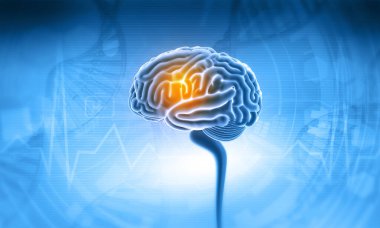 İnsan beyni anatomisi. 3d illüstrasyon