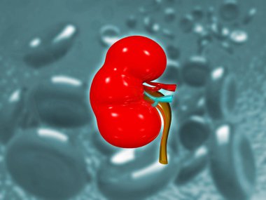 Sağlık geçmişinde Huamn böbreği. 3d illüstrasyon