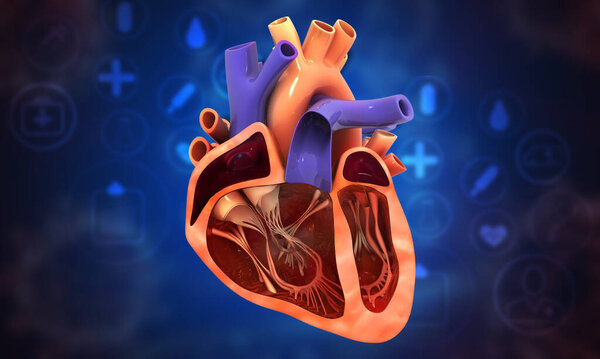 Поперечное сечение сердца человека на медицинском фоне. 3d иллюстрация