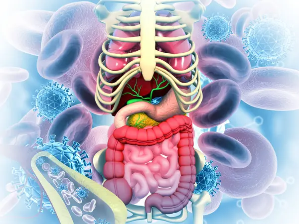 Human digestive system on medical background. 3d illustration