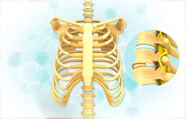 Anatomy Human Rib Spine Illustration — Stock Photo, Image