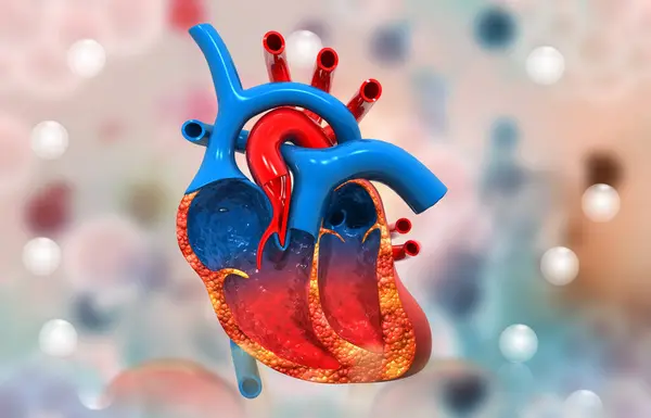 Menneskelig Hjertetverrsnitt Anatomi Illustrasjon – stockfoto