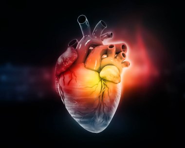 İnsan kalp anatomisi. 3D çizim