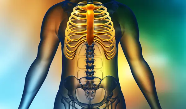 Human body with rib cage and pelvis skeleton. 3d illustration
