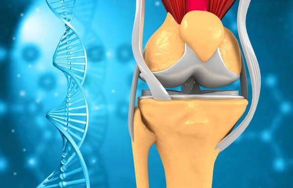 Human Knee Joint Anatomy Scientific Background Illustration — Stock Photo, Image