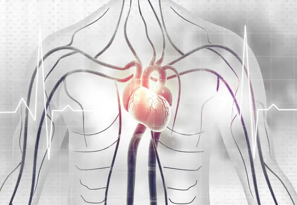 Human Heart Veins Ecg Background Illustration — Stock Photo, Image