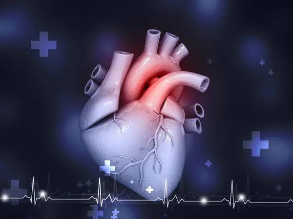 Human Heart Anatomy Medical Background Illustration — Stock Photo, Image