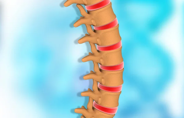 Human Spine Anatomy Illustration — Foto de Stock